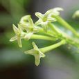 夜來香 植物|夜來香(夜香花):形態特徵,產地生境,生長習性,繁殖方式,栽培技術,。